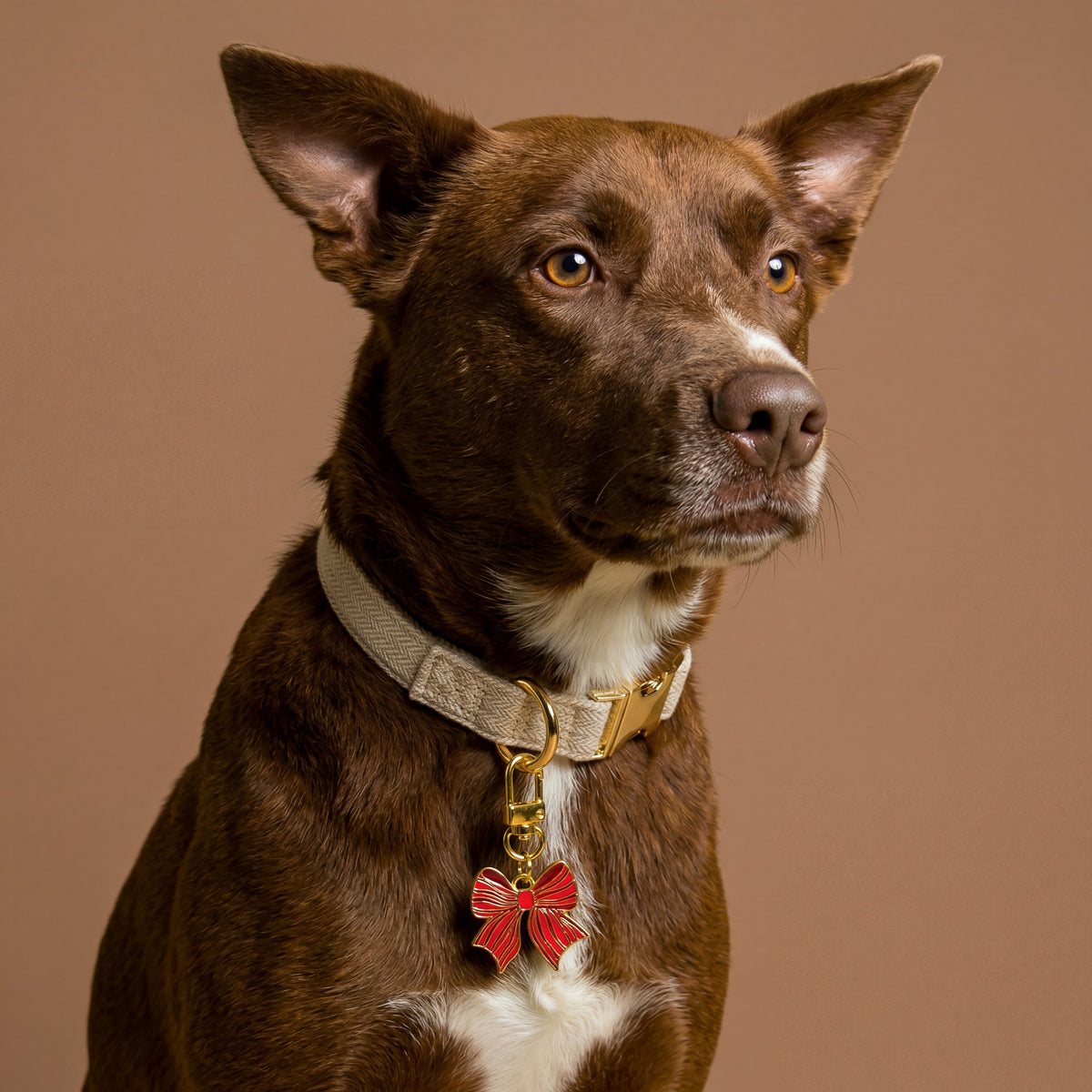 A brown dog wearing a beige collar with a gold-toned Holiday Bow Pawfect Collar Charm by The Darling Effect.