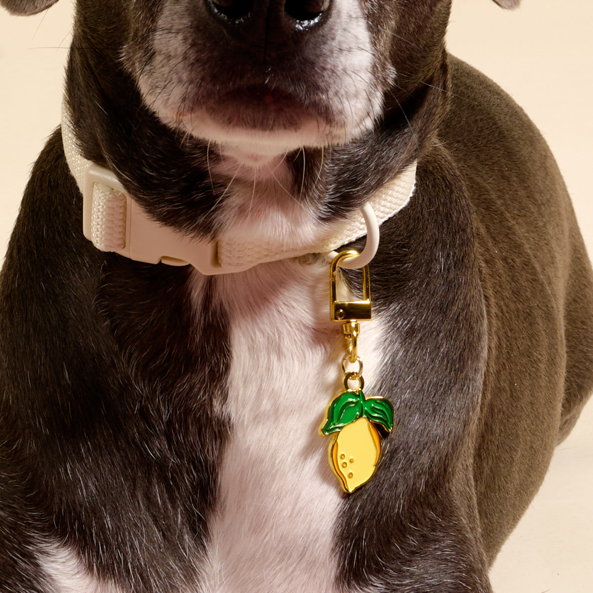 Lemon Pawfect Collar Charm