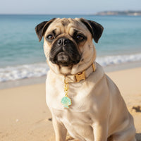 A pug relaxes on a sandy beach before the turquoise ocean, showing off pet style with The Darling Effect’s Seashell Pawfect Collar Charm on a tan collar.