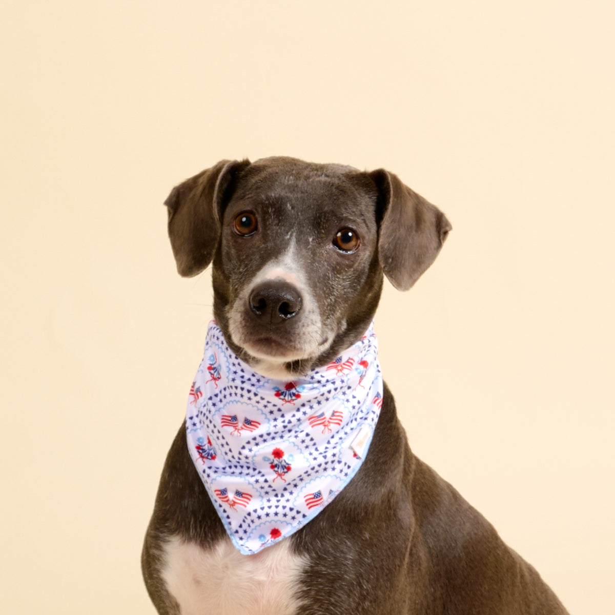 Wow Pet Bandana-All-American Darling Bow