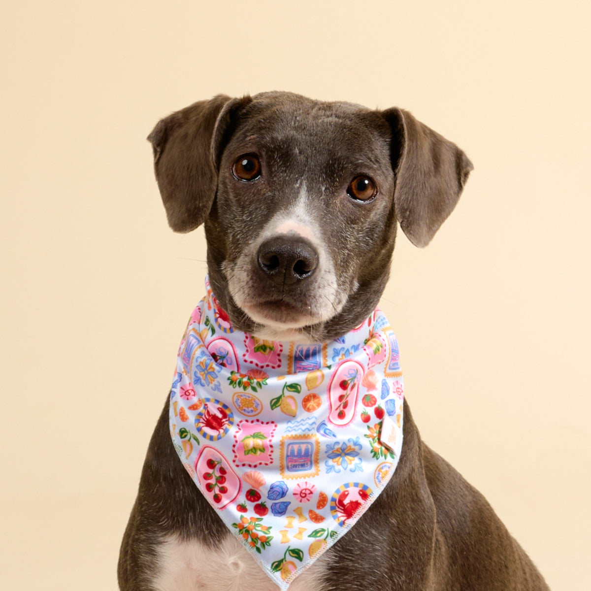 Wow Pet Bandana-Ciao Bella Bow