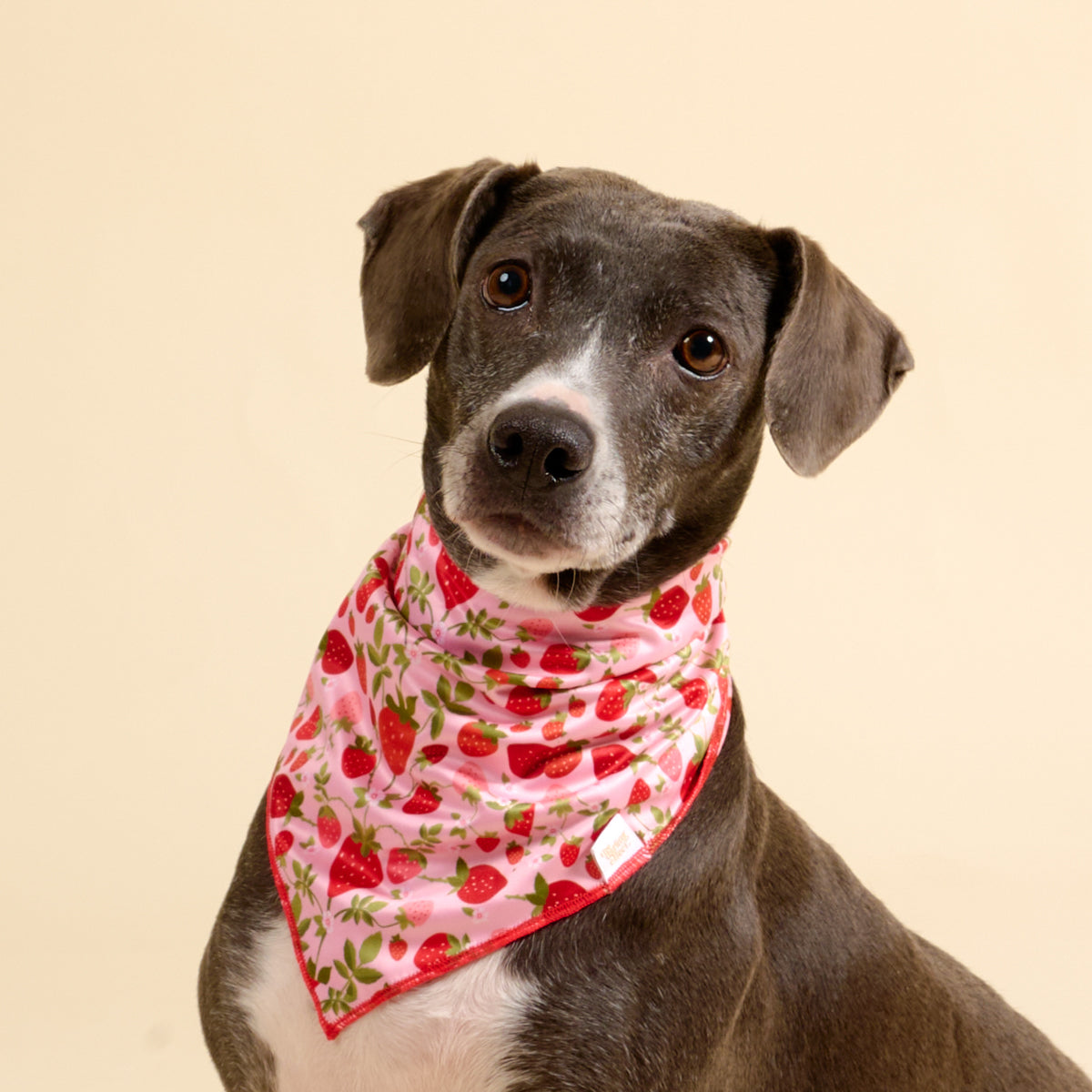 Wow Pet Bandana-Strawberry Fields Bow