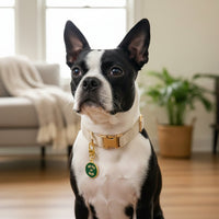 A black and white dog with upright ears sits indoors, wearing The Darling Effect's Too Cute for Rules Pawfect Collar Charm. Behind, there’s a sofa with a blanket and a potted plant on the wooden floor.