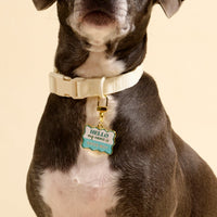 A dog models The Darling Effect’s Good Boy Pawfect Collar Charm—a chic gold and turquoise tag—paired with a white collar, showcasing stylish pet accessories against a neutral backdrop.