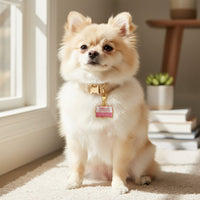 A fluffy cream Pomeranian sits pretty in a tan collar adorned with The Darling Effect’s Good Girl Pawfect Collar Charm, plus a chic pink dog tag—showcasing the cutest in pet accessories.