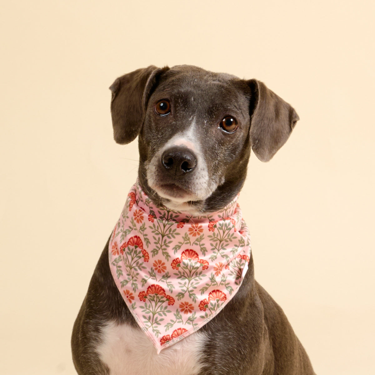 Wow Pet Bandana-Everbloom Dusty Rose Bow