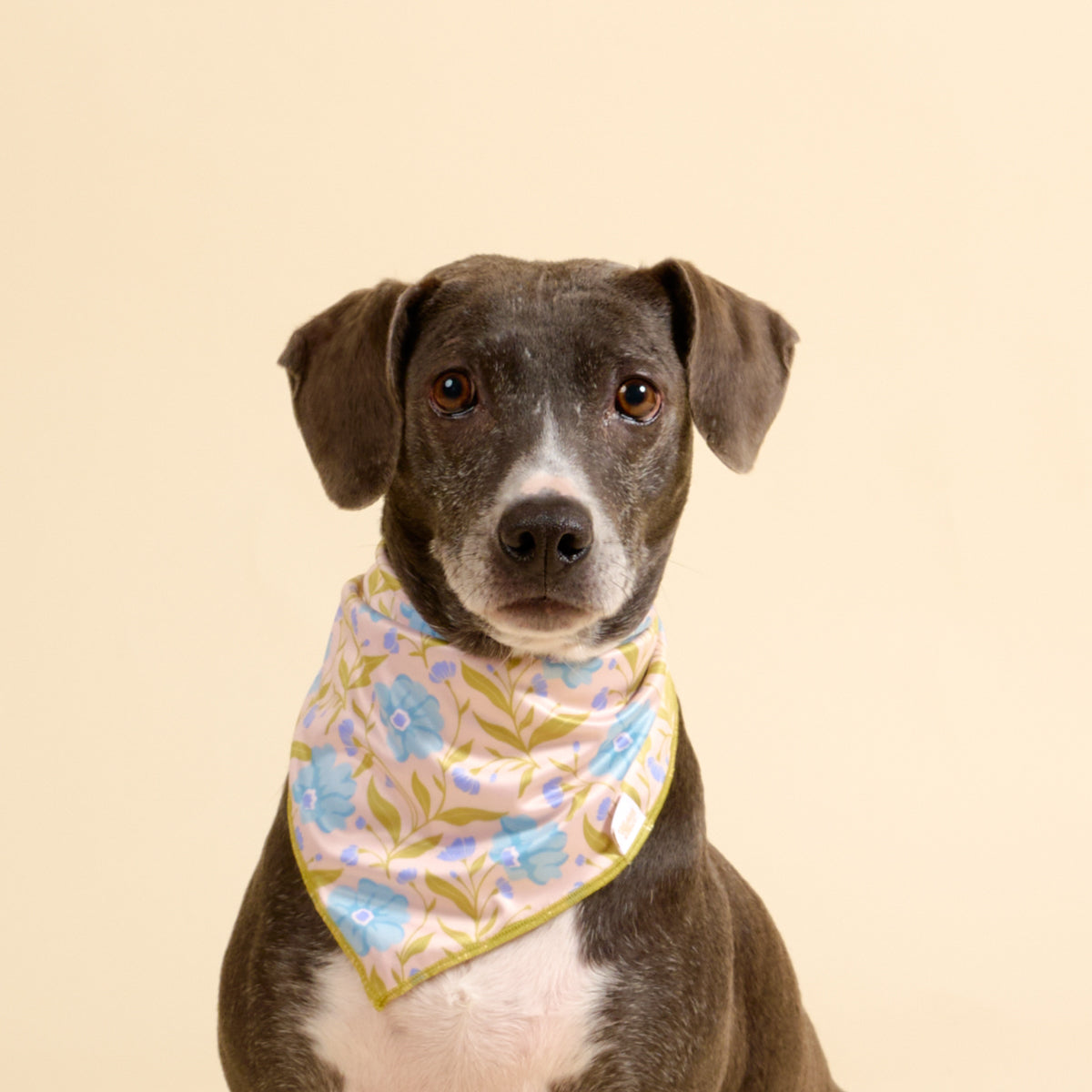 Wow Pet Bandana-Poppin' Petals Aqua Bow